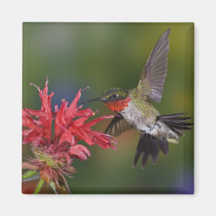 Imán Colibrí garganta de rubí macho