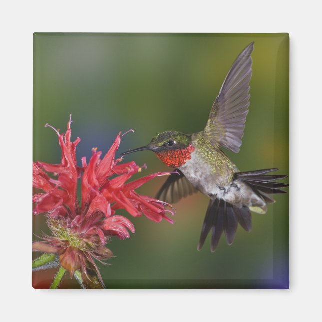 Imán Colibrí garganta de rubí macho (Frente)