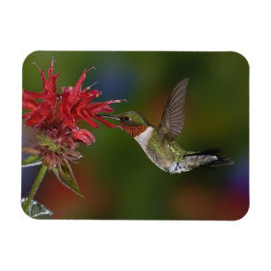 Imán Colibrí garganta de rubí macho