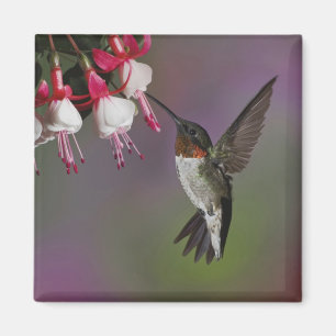 Imán Colibrí garganta de rubí macho, Archilochus