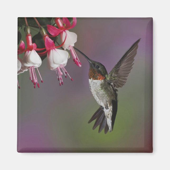 Imán Colibrí garganta de rubí macho, Archilochus (Frente)