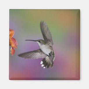 Imán Colibrí garganta rubí hembra en vuelo