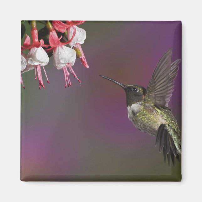 Imán Colibrí garganta rubí macho (Frente)