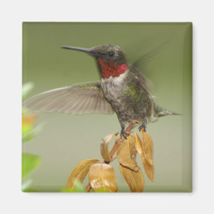 Imán Colibrí impresionante