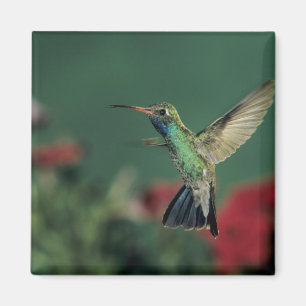 Imán Colibrí Picolargo, Cynanthus