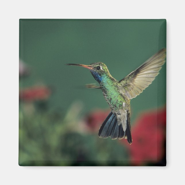 Imán Colibrí Picolargo, Cynanthus (Frente)