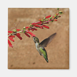 Imán Colibrí que alimenta en el jardín