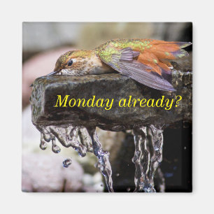 Imán Colibrí que pone en el agua 2