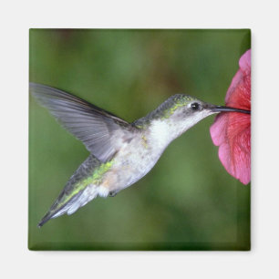 Imán colibrí Rubí-throated (femenino) con la petunia