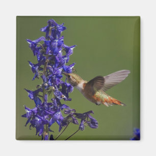 Imán Colibrí rufescente