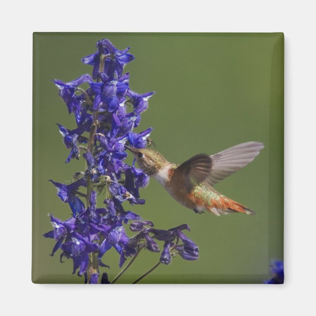 Imán Colibrí rufescente (Frente)
