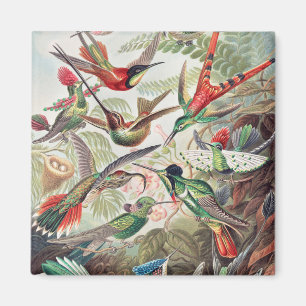 Imán Colibrí, Trochilidae Kolibris por Ernst Haeckel