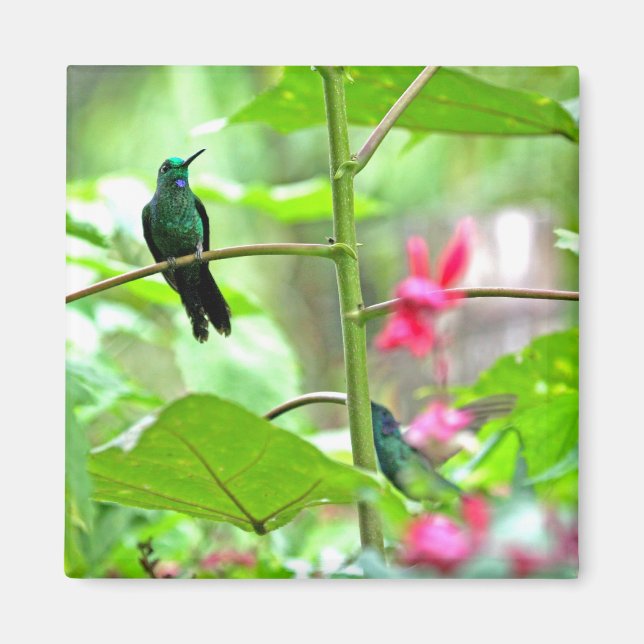 Imán Colibrí tropical y flores (Frente)