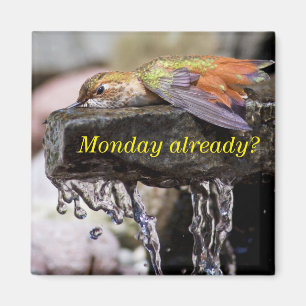 Imán Colibrí tumbado en el agua 2