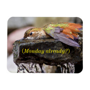 Imán Colibrí tumbado en el agua 2