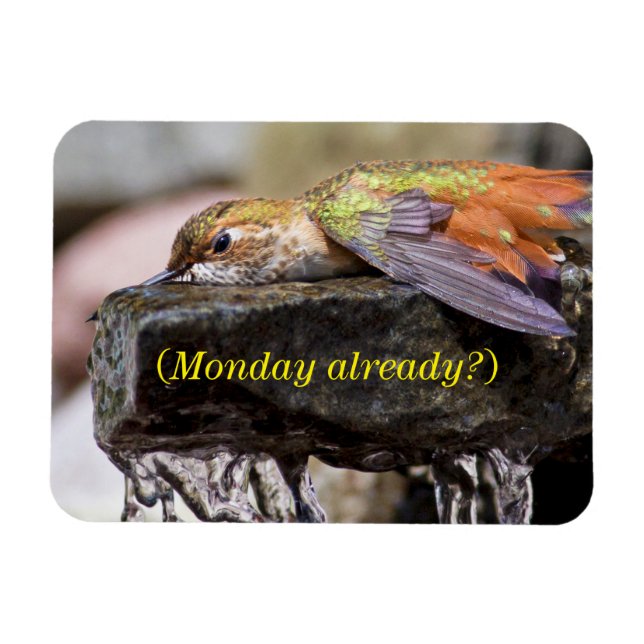 Imán Colibrí tumbado en el agua 2 (Horizontal)