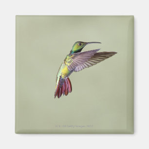 Imán Colibrí Verde-breasted Anthracocorax 2 del mango