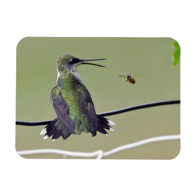 Imán Colibrí y Abeja (Horizontal)