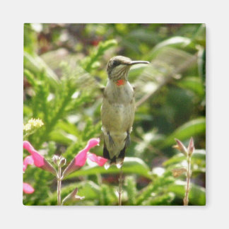 Imán Colibrí y Maraschino