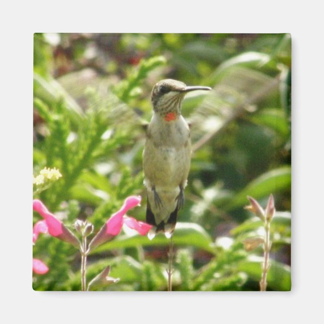 Imán Colibrí y Maraschino (Frente)