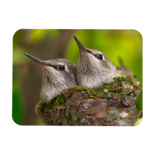 Imán Colibríes bebés