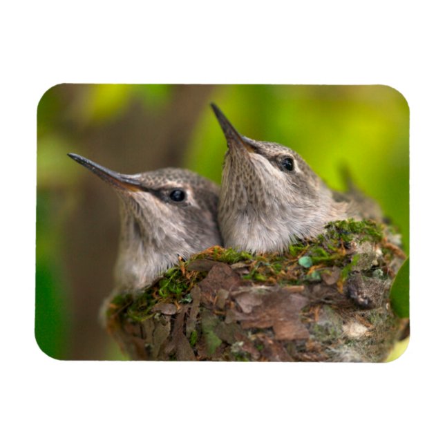 Imán Colibríes bebés (Horizontal)
