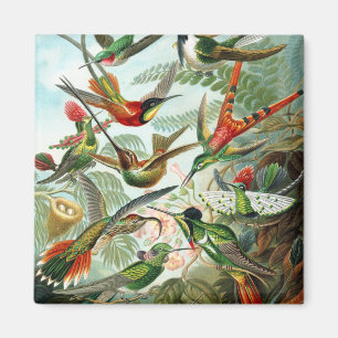 Imán Colibríes del Trochilidae, Ernst Haeckel