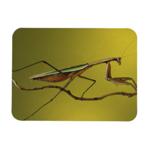 Imán Colinas de Michigan, Rochester. Mantis religiosa