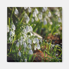 Imán Colirio de nieve