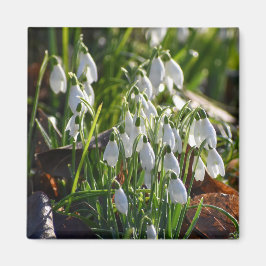 Imán Colirio de nieve