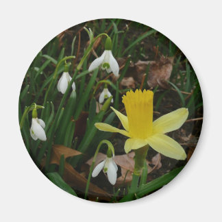 Imán Colirio y floral de primavera de Daffodil
