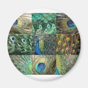 Imán Collage azulverde de la foto del pavo real