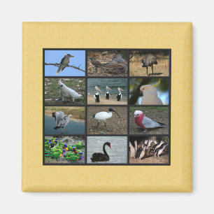 Imán Collage de fotos de aves australianas