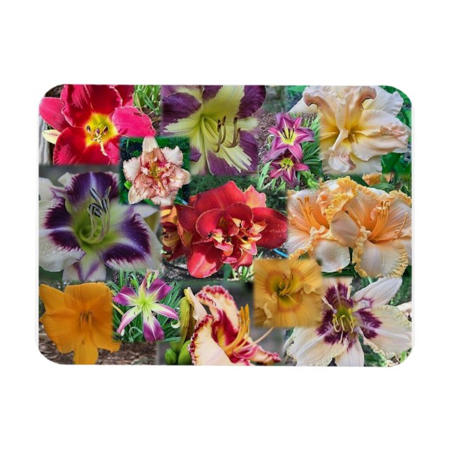 Imán Collage de Hemerocallis (Horizontal)