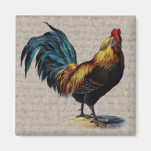 Imán Collage del gallo del vintage y del texto de la