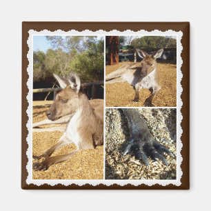 Imán Collage Kangaroo Picture, Magnet