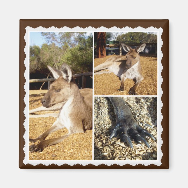 Imán Collage Kangaroo Picture, Magnet (Frente)
