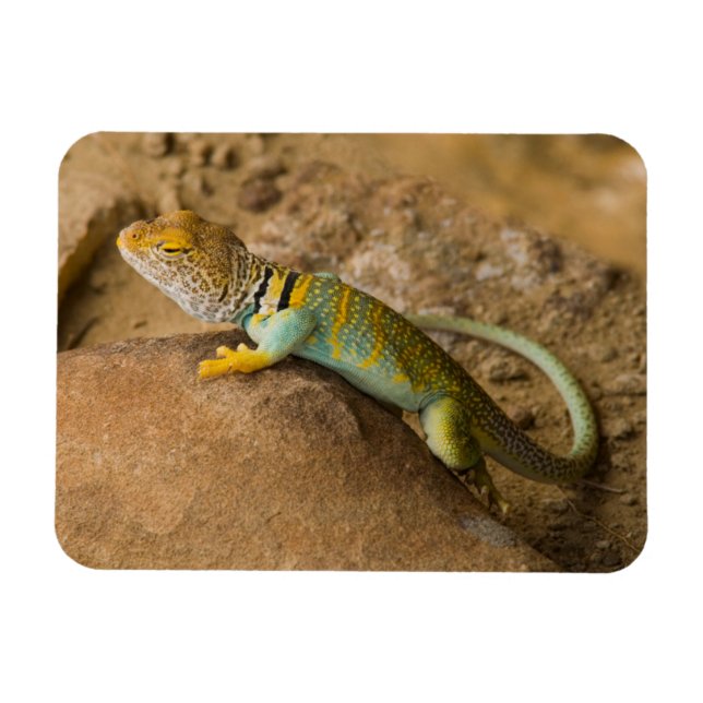 Imán Collared Lizard (Horizontal)
