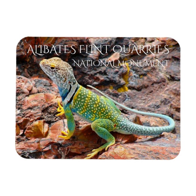 Imán Collared Lizard, Alibates Flint Quarries, Texas (Horizontal)