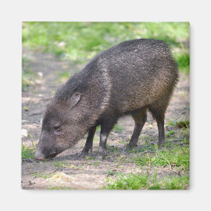 Imán Collared Peccary caminando Postcard Ornament Metal