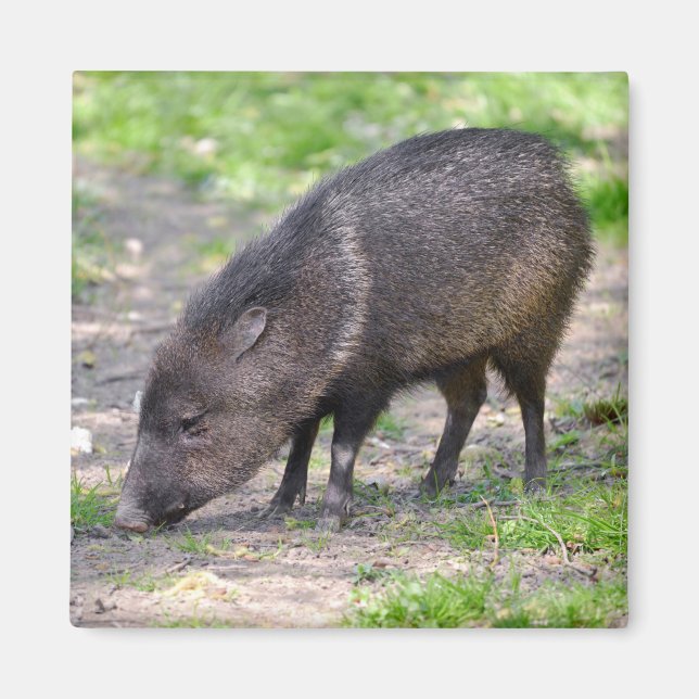 Imán Collared Peccary caminando Postcard Ornament Metal (Frente)