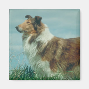 Imán Collie