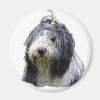 Imán collie barbudo