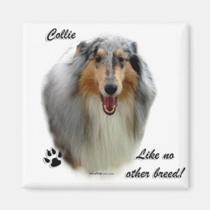 Imán Collie como ninguna otra raza