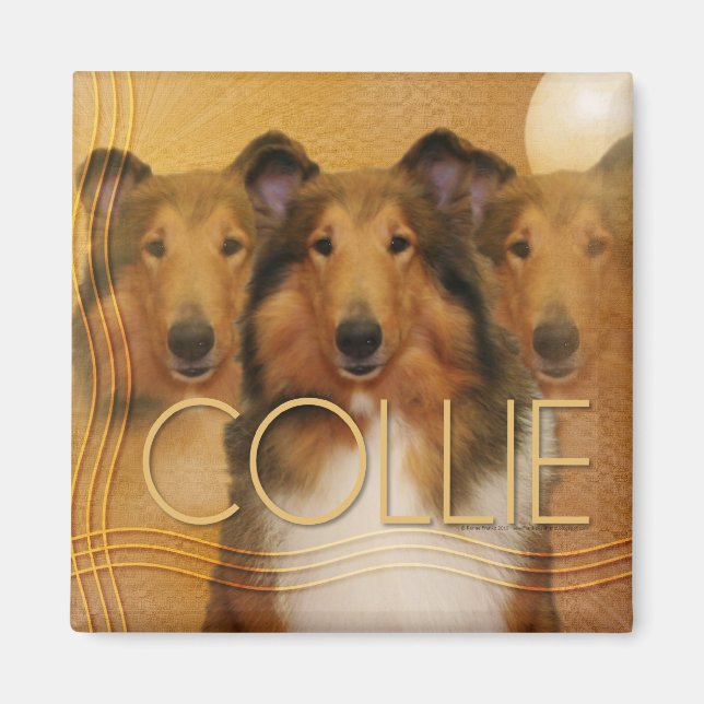 Imán Collie Crescent Moon (Frente)