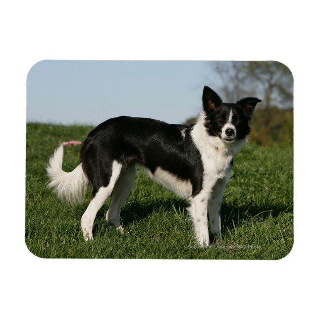 Imán Collie de borde (Horizontal)