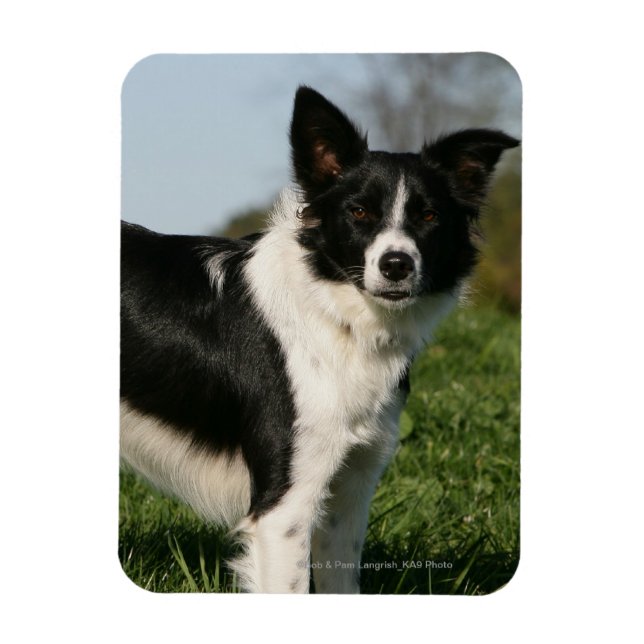 Imán Collie de borde (Vertical)