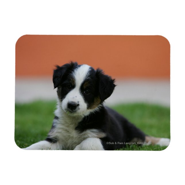 Imán Collie de borde anterior de 6 semanas (Horizontal)