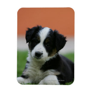 Imán Collie de borde anterior de 6 semanas