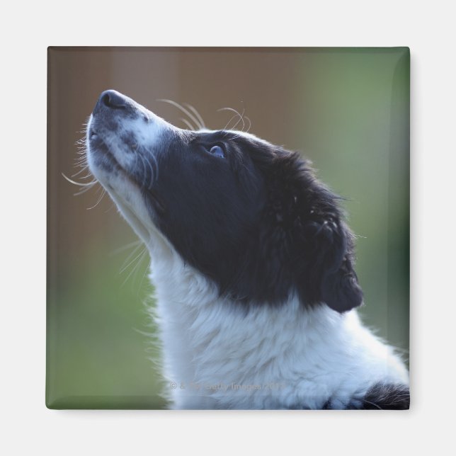 Imán Collie de borde de ventana (Frente)